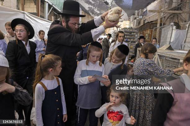 An ultra-Orthodox Jewish man swings a chicken over the heads of his children during the Kapparot ritual in Jerusalem's Mea Shearim neighbourhood, on...