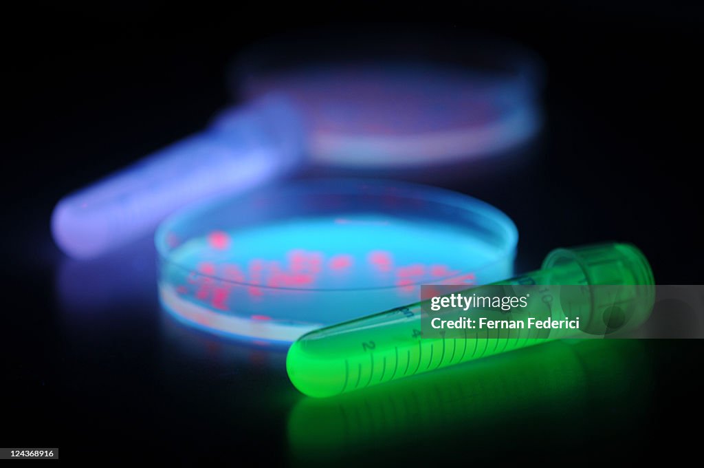 Red and Green fluorescent proteins in Escherichia