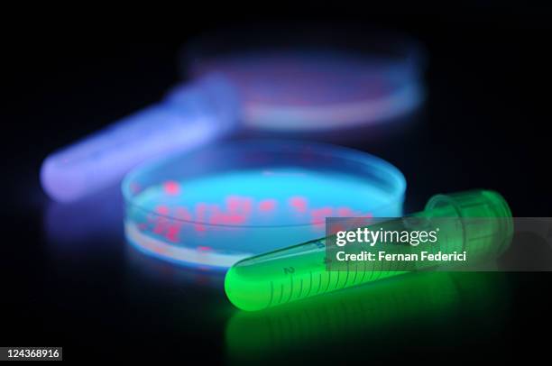 red and green fluorescent proteins in escherichia - fluorescent stock pictures, royalty-free photos & images