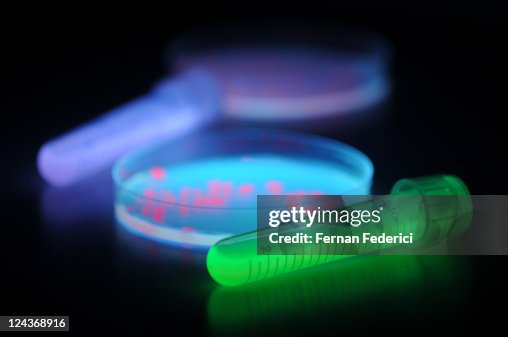 Red and Green fluorescent proteins in Escherichia Red and Green fluorescent proteins in Escherichia