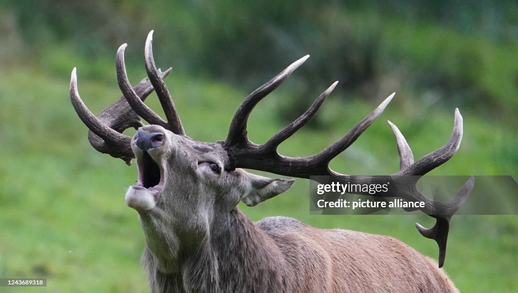 Red deer in the rut