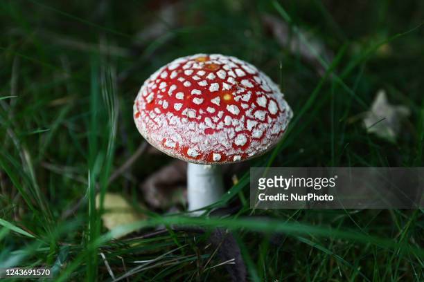 Amanita muscaria mushroom is seen at a garden in Poland on October 2, 2022.