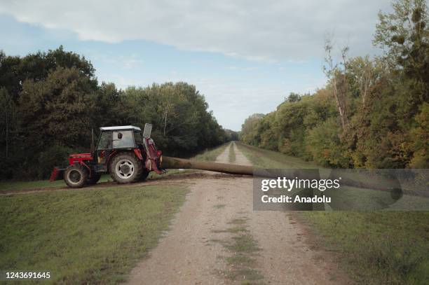 Loggers of the WH Danubius company are seen pulling cut down trees from a forest with the help of a tractor as firewood loggers in Eastern Slovakia...