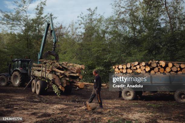 Tractor's fully loaded trailer is ready for departure as firewood loggers in Eastern Slovakia are working at maximum load due to energy crisis near...