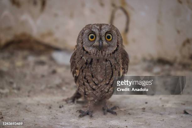 Long-eared owl is seen at Yuzuncu Yil University Wild Animal Protection and Rehabilitation Center in Van, Turkiye on October 01, 2022. Animals under...