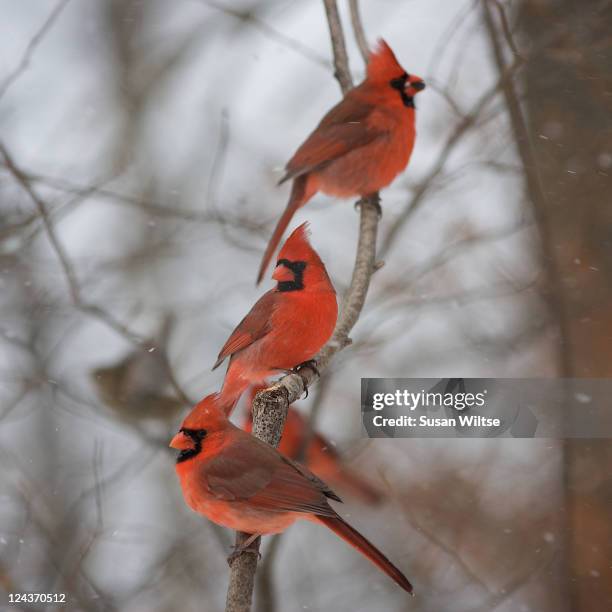 cardinals - grupo pequeno de animais - fotografias e filmes do acervo