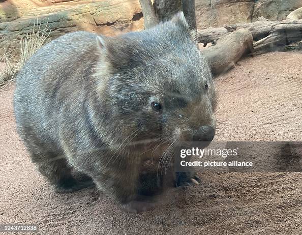 Australia wants to stop species extinction Australia wants to stop species extinction