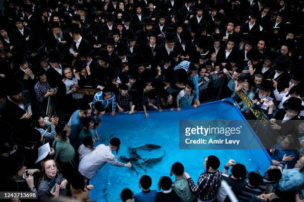 Orthodox jews of the Vizhnitz hasidic dynasty play with fish in a plastic water pool during 'Tashlich' ritual on October 3, 2022 in Bnei Brak,...