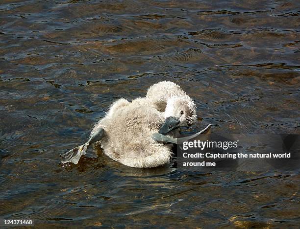 cygnet struggling - lymington stock pictures, royalty-free photos & images