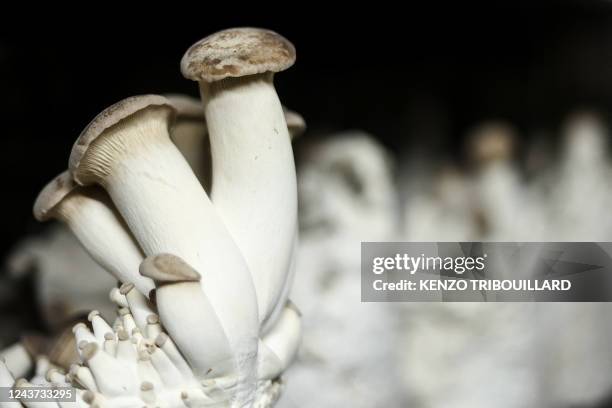 This photograph taken on September 30, 2022 shows eryngii mushrooms produced by the company Eclo which recycles beer and bread waste to grow organic...