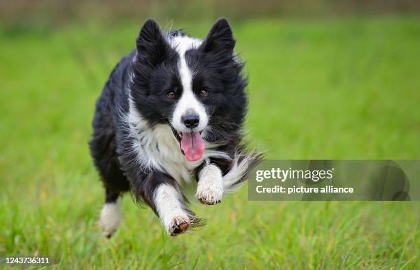 October 2022, Brandenburg, Sieversdorf: A dog of the Border Collie breed. Photo: Patrick Pleul/dpa