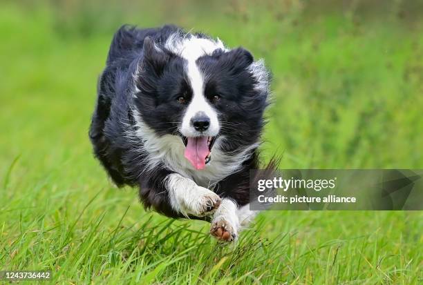 October 2022, Brandenburg, Sieversdorf: A dog of the Border Collie breed. Photo: Patrick Pleul/dpa