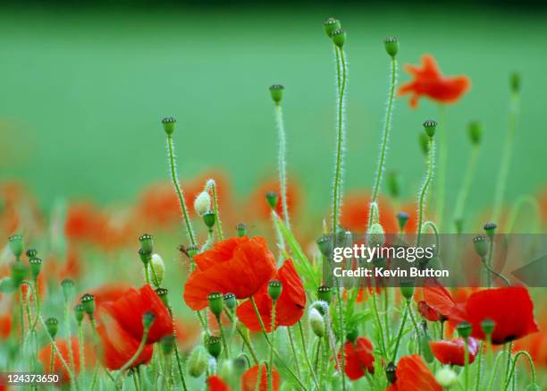 poppy field - oriental poppy stockfoto's en -beelden