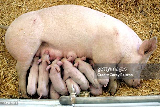 mama pig - keutje stockfoto's en -beelden