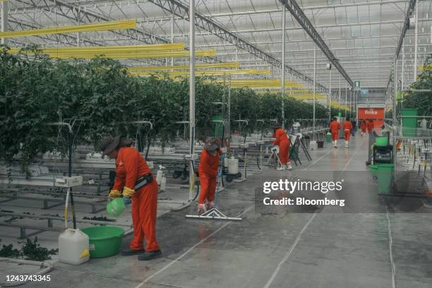 Finca Ahuehuetes 66 Ahuehuetes Stock Photos, High-Res Pictures, and Images - Getty Images