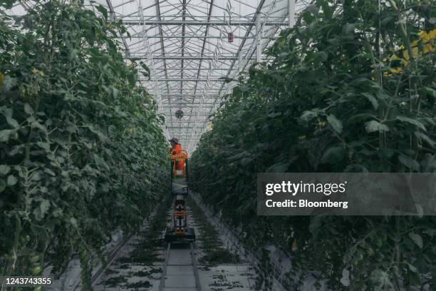 Finca Ahuehuetes 66 Ahuehuetes Stock Photos, High-Res Pictures, and Images - Getty Images