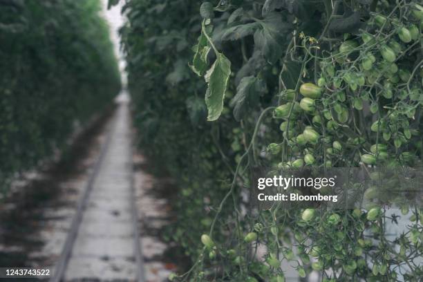 Finca Ahuehuetes 66 Ahuehuetes Stock Photos, High-Res Pictures, and Images - Getty Images