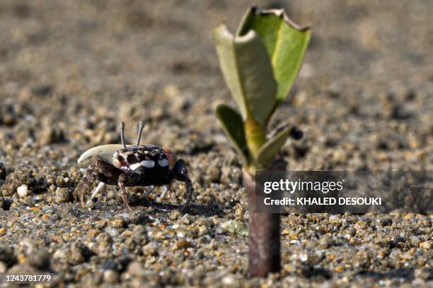 Crabs walk on the sand at the site of a state-sponsored mangrove reforestation project in the Hamata area south of Marsa Alam along Egypt's southern...