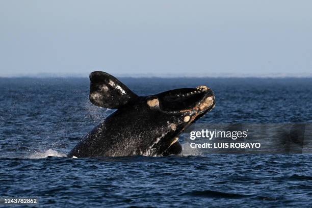 Southern right whale is photographed at La Cantera beach near Puerto Madryn, Chubut Province, Argentina, on October 6, 2022. At least 13 dead...