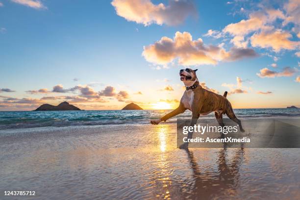 ボクサー犬は日の出時にビーチに沿って走ります - boxer dog ストックフォトと画像