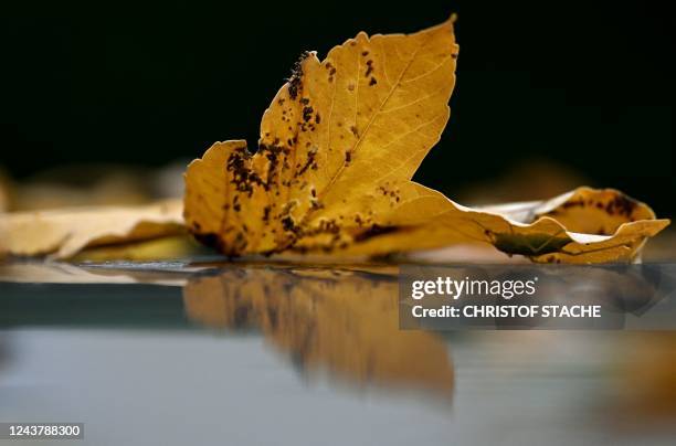 An yellow leaf is reflected of the roof of the cat it lies on in the small Bavarian village of Eichenau, southern Germany, during an autumn morning...