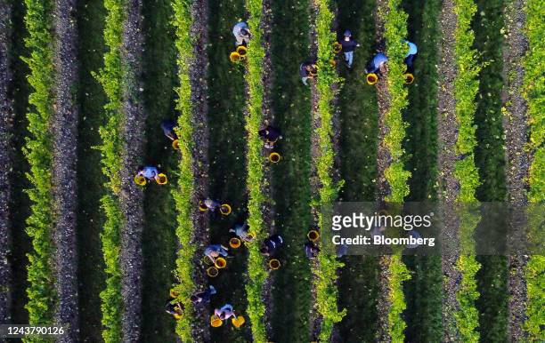 Workers pick grapes from vines at a Chapel Down Group Plc vineyard in Maidstone, UK, on Thursday, Oct. 6, 2022. Chapel Down is England's biggest wine...
