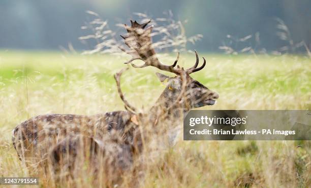 Deer Rucking 6,847 Rutting Season Stock Photos, High-Res Pictures, and Images ...