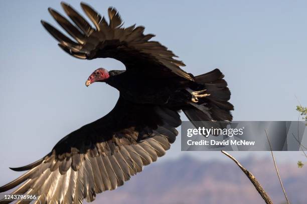 Vulture In Flight 699 Turkey Vulture In Flight Stock Photos, High-Res Pictures, and ...