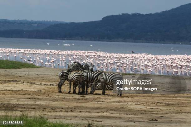 View of zebras in front of a flock of flamingos at Nakuru National Park. The rising of water levels in Lake Nakuru has affected biodiversity within...