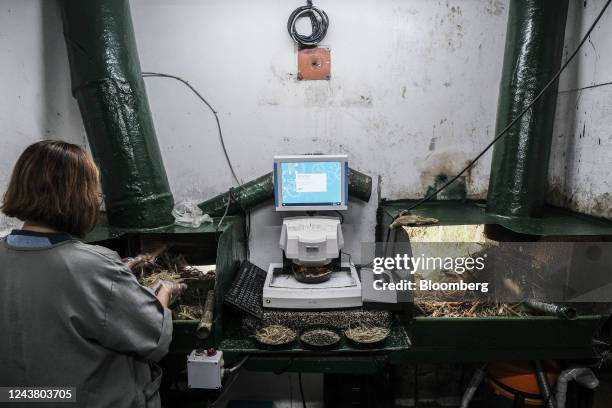 Worker conducts quality control while examining sugarcane straw samples inside Victorias Milling Company Inc. Sugar refinery in Victorias City,...