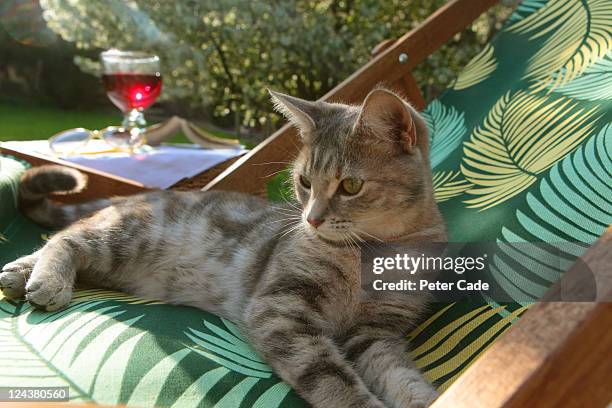 cat laying on deckchair in the sun - cat outside stock pictures, royalty-free photos & images