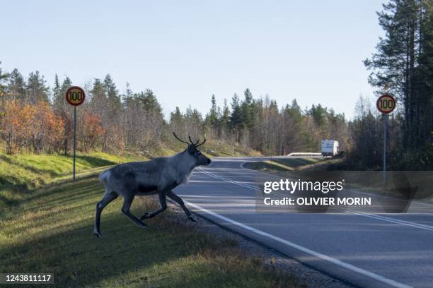 Reindeeer crosses a road near Vikajarvi, Finland on October 7, 2022.