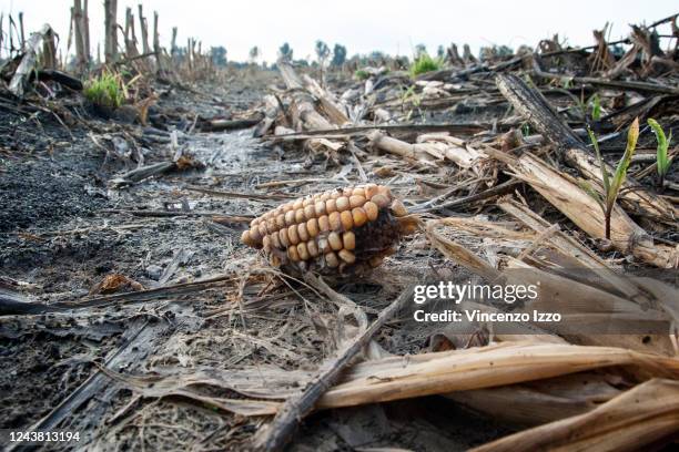 Dried corn cobs, damaged by the severe drought that hit Italy this year.