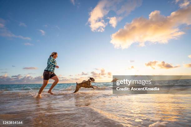 woman with boxer dog runs along the beach at sunrise - boxer dog playing stock pictures, royalty-free photos & images