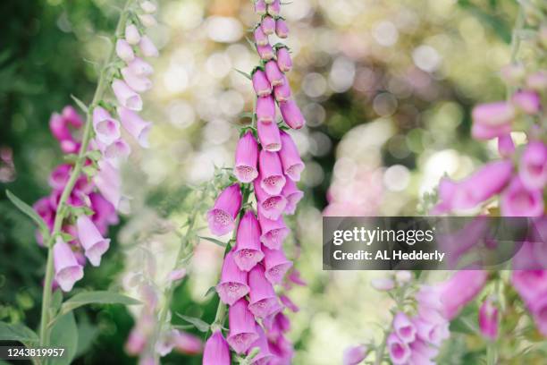 common foxgloves growing in a garden - foxglove stock pictures, royalty-free photos & images