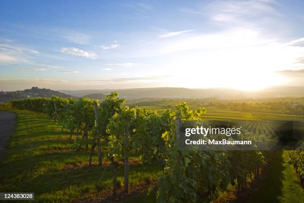 vigneto di stoccarda - azienda vinicola foto e immagini stock