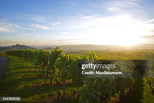 Vineyard over Stuttgart Vineyard over Stuttgart