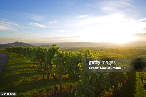 vineyard over stuttgart - winery landscape stock pictures, royalty-free photos & images