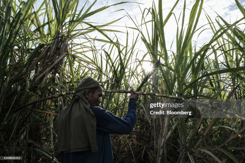 Sugarcane Harvest As Philippines Sees Tight Sugar Supply