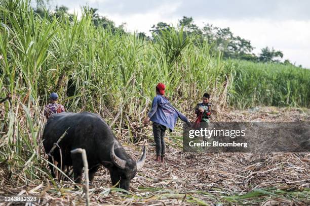 Farmworkers prepare for harvest at a sugarcane farm in Victorias City, Negros Occidental, the Philippines, on Friday, Oct. 7, 2022. The Philippines...