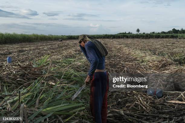 Farmworker prepares for harvest at a sugarcane farm in Victorias City, Negros Occidental, the Philippines, on Friday, Oct. 7, 2022. The Philippines...
