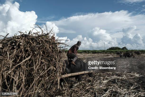 Farmworker riding a carabao transports sugarcane crops at a farm in Victorias City, Negros Occidental, the Philippines, on Friday, Oct. 7, 2022. The...