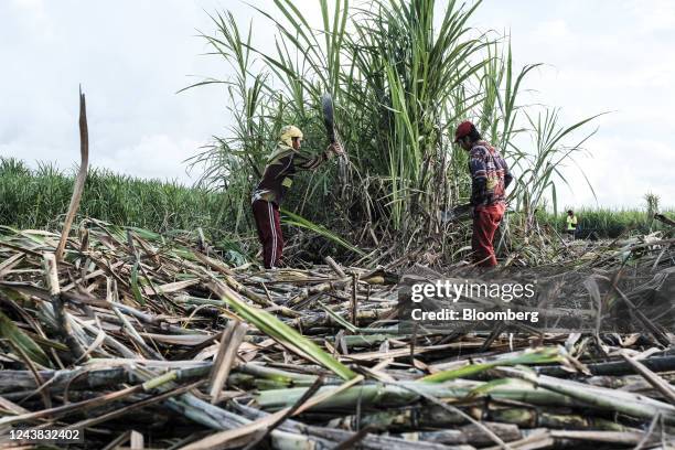 Farmworkers use a cane knife to cut and harvest crops at a sugarcane farm in Victorias City, Negros Occidental, the Philippines, on Friday, Oct. 7,...