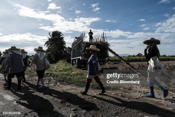 Female farmworkers walk home after working in the fields at a sugarcane farm in Victorias City, Negros Occidental, the Philippines, on Friday, Oct....
