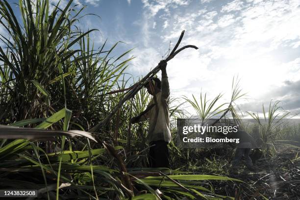 Farmworker uses a cane knife to cut and harvest crops at a sugarcane farm in Victorias City, Negros Occidental, the Philippines, on Friday, Oct. 7,...