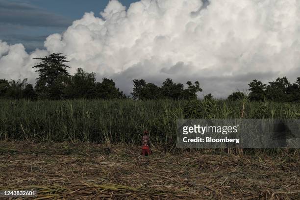 Farmworker gathers harvested crops at a sugarcane farm in Victorias City, Negros Occidental, the Philippines, on Friday, Oct. 7, 2022. The...