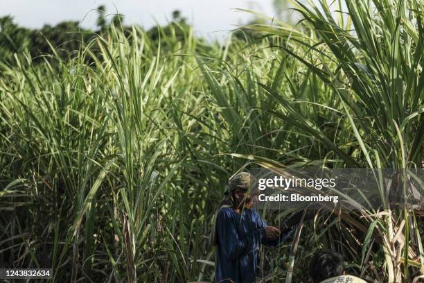 Farmworker uses a cane knife to cut and harvest crops at a sugarcane farm in Victorias City, Negros Occidental, the Philippines, on Friday, Oct. 7,...