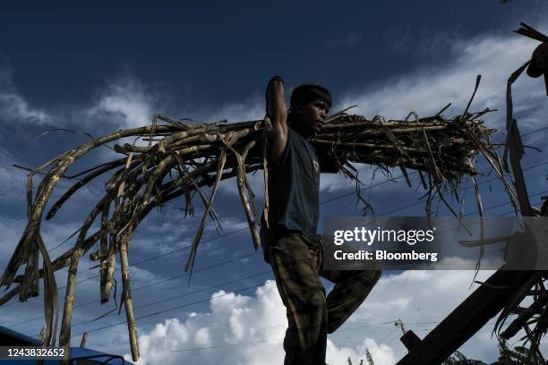 Farmworker carries harvested sugarcane crops at a farm in Victorias City, Negros Occidental, the Philippines, on Friday, Oct. 7, 2022. The...