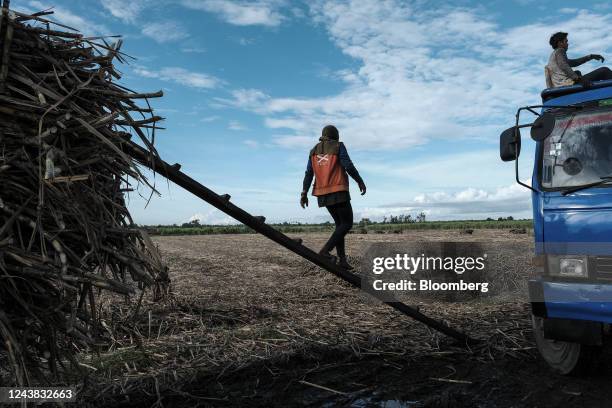 Farmworker walks down a wooden plank after loading crops into a truck at a sugarcane farm in Victorias City, Negros Occidental, the Philippines, on...