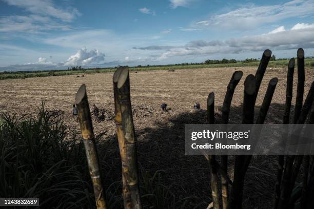 Farmworkers gather harvested sugarcane crops at a farm in Victorias City, Negros Occidental, the Philippines, on Friday, Oct. 7, 2022. The...